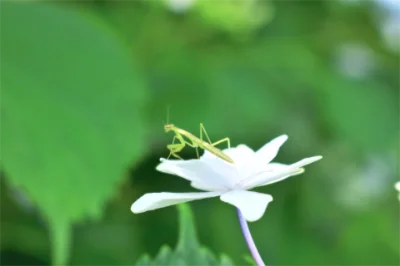 神の使いとされていたカマキリのイメージ画像