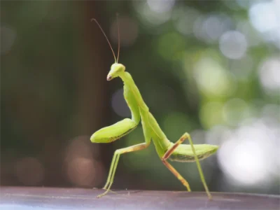 赤ちゃんカマキリが玄関先にずっといる意味のイメージ画像